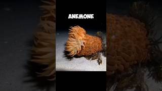 The Wandering Sea Anemone  A Very Unusual Creature 😧 [upl. by Enneles]