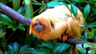 Golden Tamarin Monkey monkeys videos 4k Nature Ultra HD  Natures Sweet Tales [upl. by Blessington]