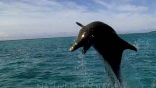 Bottlenose Dolphin Jumping Out Of Water In Slow Motion [upl. by Aderf627]