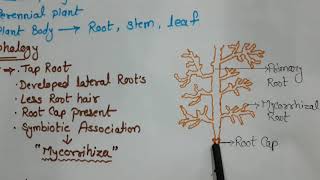 Morphology of Pinus in hindi by Rizwana Mams  AR botany classes [upl. by Rayford831]