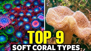 The 9 Best Soft Corals For Beginners 🐠 [upl. by Dahsra929]