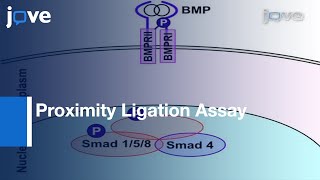 Detection Signaling EffectorComplexes Downstream BMP4 Using PLA l Protocol Preview [upl. by Arraeit]