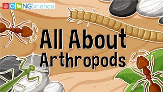 All About Arthropods [upl. by Ttergram]