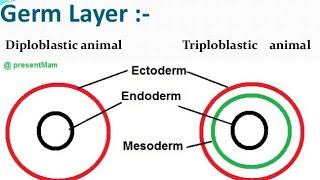 Diploblastic and Triploblastic organization [upl. by Yle441]