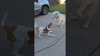 Socializing puppy Jeeter with my female Great Pyrenees [upl. by Felicio]