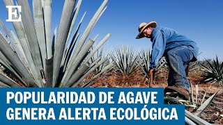 MÉXICO  Sobreproducción de agave genera alerta climática  EL PAÍS [upl. by Bergstein]