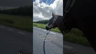 💪🏼🐴🥵 equestrian horse horses pony pferde cheval hest trending funny hest cheval [upl. by Marlena]