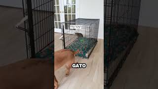 Perro aprende a cerrar puerta y encierra a su hermano Gato [upl. by Aidul]