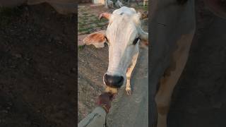 bajrangbali 🚩🚩🚩cowvideos [upl. by Lynnette]