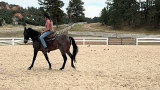 McCurdy Bred Gelding Finn [upl. by Nailuj]