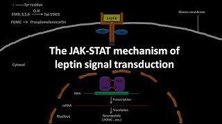 Leptin mediated JAK STAT pathway [upl. by Bloom]