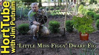 Planting A ‘Little Miss Figgy’ Dwarf Fig [upl. by Copland]