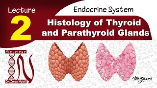 2bHistology of parathyroid glandEndocrine system [upl. by Naujak]