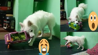 Indian spitz dog fight  Price of indian spitz in india 🐕🐕😱😭 [upl. by Anelagna259]