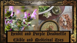 Henbit and Purple Deadnettle [upl. by Karp]