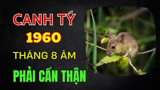 Tử vi tuổi Canh Tý 1960 Tháng 8 âm Dưới tác động xấu của Thương Quan Phải cẩn thận [upl. by Tore650]