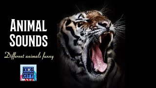 Animal sounds for kids 2 10 amazing animals [upl. by Lester624]