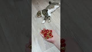 Cat barsik reverse video ASMR cat billi catvideos [upl. by Farrow]