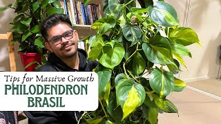 How To Have Massive Growth in Philodendron Brazil  Easiest Care Tips  M and MM Plants [upl. by Enaffit]