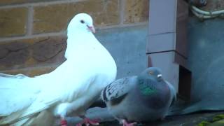 Fantail dove mating with feral pigeon [upl. by Nicolai]