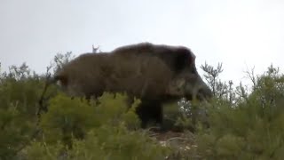 Montería de Jabalíes en Cuenca 💥🐗 ALUCINANTE  GRANDES JABALIES [upl. by Ettore]