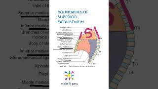 Anatomy Thorax 278 boundaries of superior mediastinum lung heart viva [upl. by Buff]