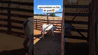 pegando bezerro na mão nelore gado vaca [upl. by Platt894]