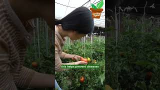 Tomato Care Tips [upl. by Phil]