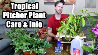 Caring for a Tropical Pitcher Plant Nepenthes alata [upl. by Zeuqram]