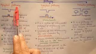 Symplast Apoplast And Vacuolar Pathway  Transportation In Roots  Class 11 [upl. by Engeddi]