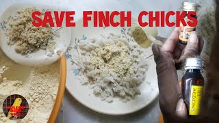 BEST FOOD FOR FINCH CHICKS [upl. by Eerual]