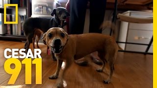 Why Little Dogs Are So Yappy  Cesar 911 [upl. by Orat]