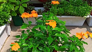 Crossandra plant care tips along with garden tour [upl. by Levins]