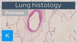 Lungs tissues and cells preview  Human Anatomy and Histology  Kenhub [upl. by Ania538]