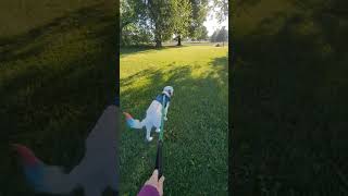 Trailing with jolene workingdogtraining dogshorts goldenretriever [upl. by Hannaoj204]