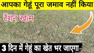 गेहूं का खेत पूरा पौधों कल्लों से भर जाएगा कम जमाव की टेंशन खत्म gehu ka khet kallo se bhar uthega [upl. by Lleryt]