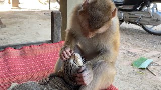 Little Zueii Monkey Check Cat Tooth Cluster While She Grooming It [upl. by Lamej]