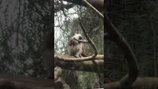 Marmosets at Krazy World [upl. by Ludba]