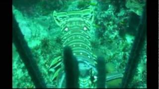 Dominican scuba diving with lobster HD  Buceo con langosta en Rep Dominicana HD [upl. by Ttemme]