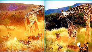 Giraffe saves his calf from wild dogs [upl. by Fadden]