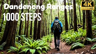 Hiking 1000 Steps at Mount Dandenong Ranges  Ultimate Guide Melbourne [upl. by Hgielrahc]