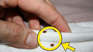 Man Thought He Had Bed Bugs  Expert Stops Cold After Realizing What They Actually Are [upl. by Dode]