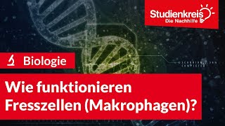 Wie funktionieren Fresszellen Makrophagen  Biologie verstehen mit dem Studienkreis [upl. by Aicemaj]