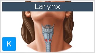 Larynx  Membranes ligaments and muscles  Human Anatomy  Kenhub [upl. by Aisinoid]