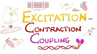 Excitation Contraction Coupling  Muscle Physiology 💪 [upl. by Moina]