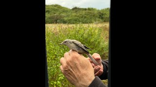 Barred Warbler Landguard Suffolk 22924 [upl. by Troth617]