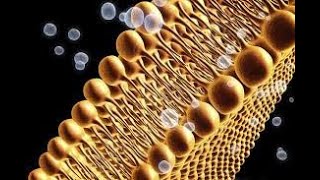 Lipid Peroxidation LPO [upl. by Muller]