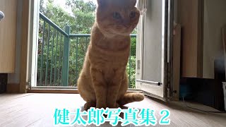 Kuroshio cats  かわいい野良猫健太郎 健太郎写真集２ 絶賛？配信中 [upl. by Nivra]