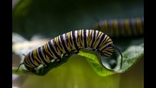 Milkweed amp the Monarch Butterfly Life Cycle [upl. by Aseen]