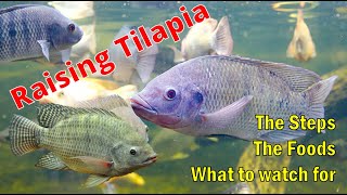 Raising Tilapia from the first day through 3 months [upl. by Ahsekad]